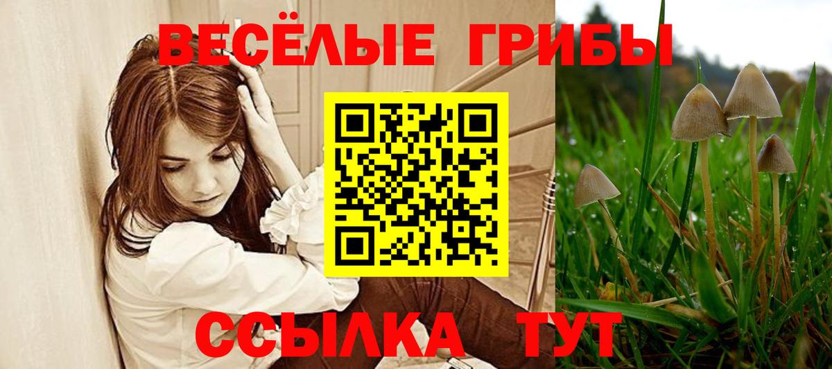 Псилоцибиновые грибы Psilocybine cubensis Торжок